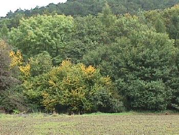 Herbstwald