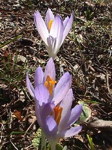 Krokusse Anfang M�rz