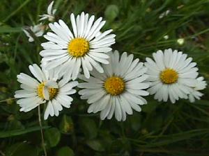 G�nsebl�mchen (ganzes Jahr)