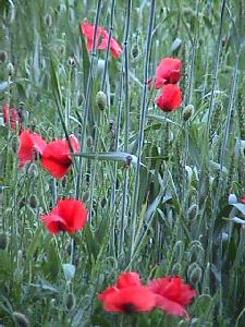 Mohn in den sp�rlichen Getreidefeldern