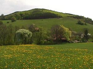 Fr�hlingswiese- und Wald bei Dornbach