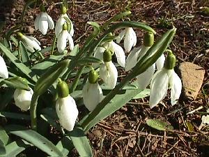 Schneegl�ckchen im M�rz